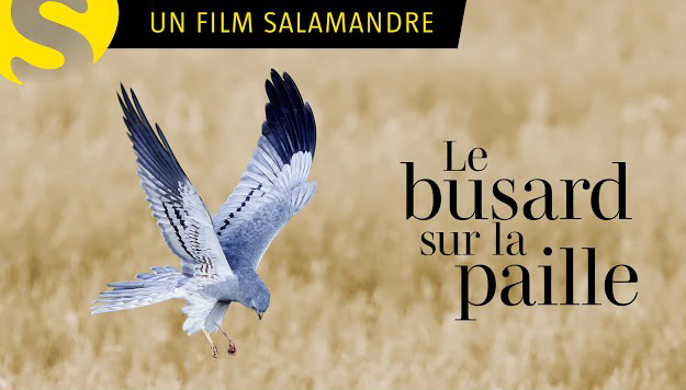 Le busard sur la paille